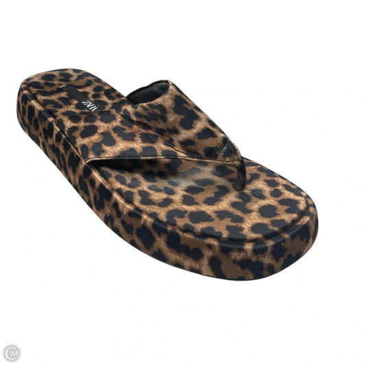 Sandals Flip Flops By Zara In Animal Print, Size: 9